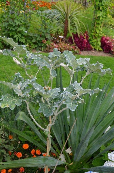 Solanum marginatum